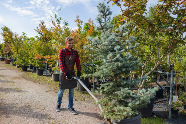 Best Root Management and Removal  in Oglesby, IL